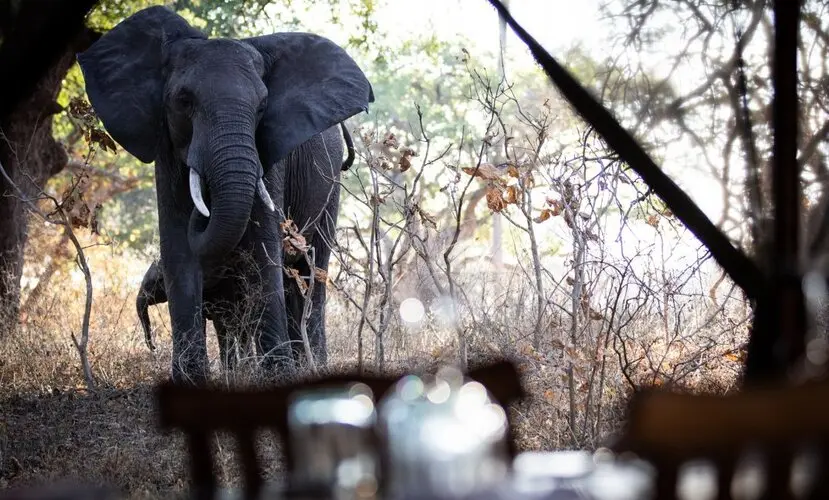 Katavi NP Tanzania Tanzania Katavi Safari