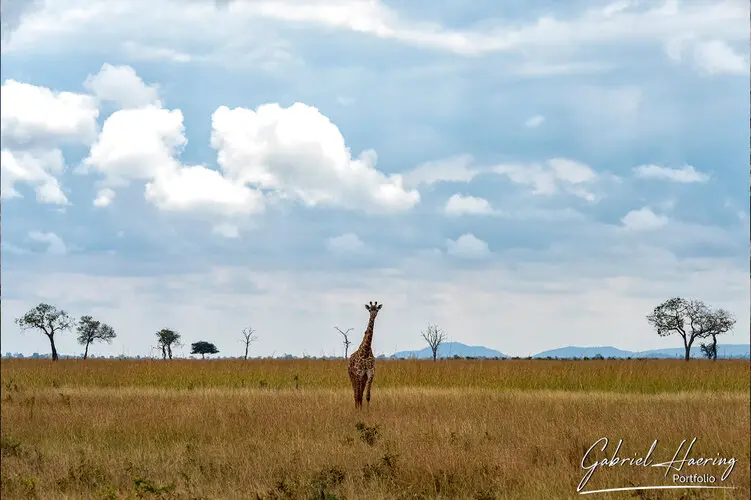 Private Photo safari Mikumi national park