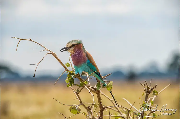 Private Photo safari Mikumi national park