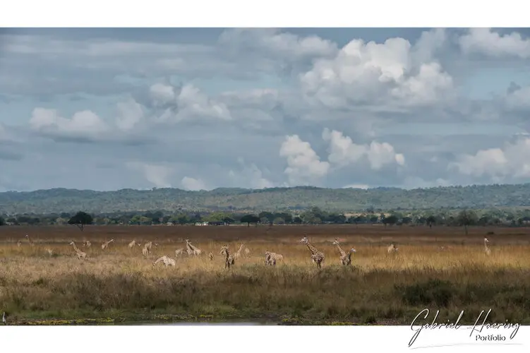 Private Photo safari Mikumi national park