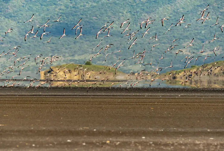 Lesser Flamingo Lake Natron