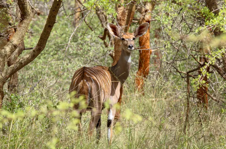 Visit Mkomazi NP Tanzania