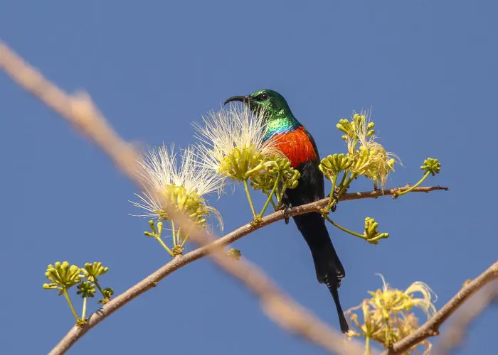 Visit Mkomazi NP Tanzania