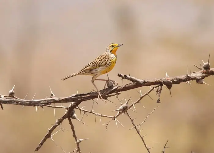 Visit Mkomazi NP Tanzania