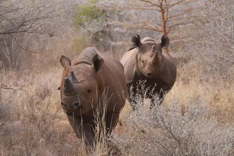 Visit Mkomazi NP Tanzania