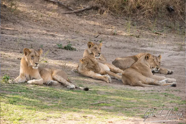 Souther Tanzania Photographic Safari