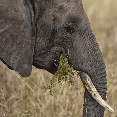 Northern Tanzania safari in Tarangire