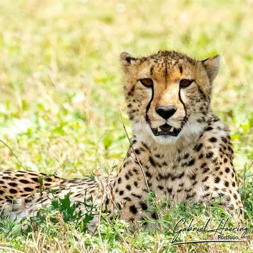 Photographic safari great migration serengeti