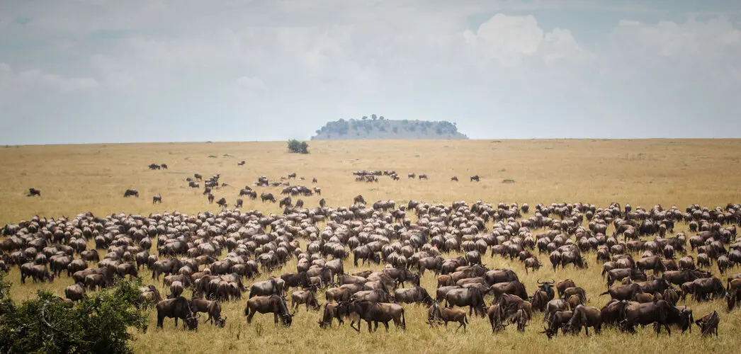 Photographic safari great migration serengeti