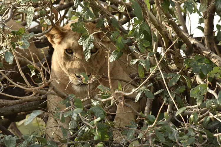 Photographic safari great migration serengeti