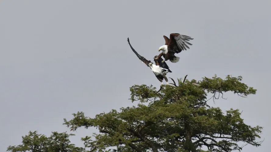 Photographic safari great migration serengeti