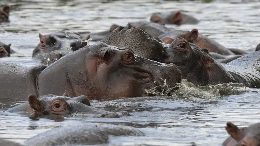 Photographic safari great migration serengeti