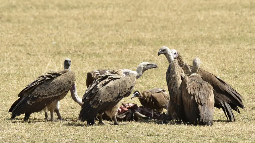 Photographic safari great migration serengeti